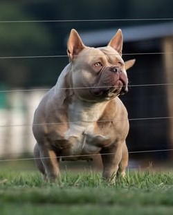 American Bullies Real Steel